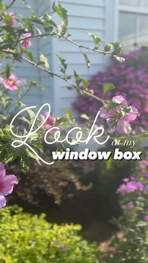What performed best in your containers this summer? 🌸🌸🌸🌸 Big window boxes can seem overwhelming! I basically repeated the same thing 3 times…so not that hard, after all. 😊 It works for summer containers and also for fall containers. 🌸🌸🌸 Flowers I used: 1. ‘Double Scoop Bubble Gum’ Coneflower (a perennial that I will plant in my garden at the end of the summer 👏👏👏) 2. ‘Mega Revolution’ Deep Rose with Light Eye Gerber Daisy 3. ‘Supertunia Vista’ Bubblegum Petunia 🌸 4. ‘Denim ‘N Lace’ R