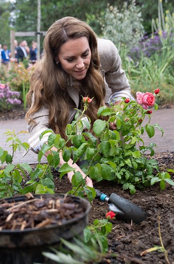 Catherine's rose planted by the Princess of Wales – and here's where you can buy it