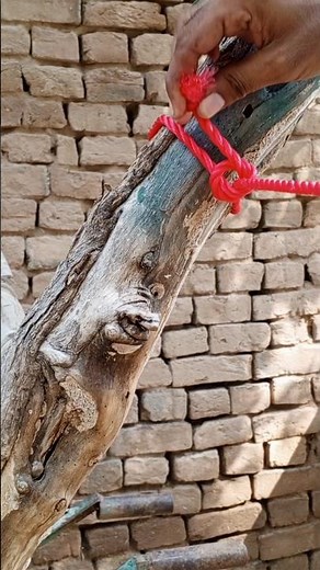 🌳 Best Way to Tie a Rope to a Tree | Smart Knot Technique#TreeKnot #RopeTying #DIY #CampingTips