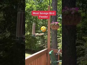FUNNY ANTI SQUIRREL BIRD FEEDER COMPILATION | TRY NOT TO LAUGH