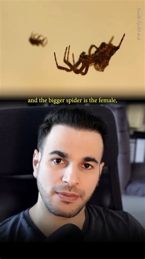 720K views · 5.6K reactions | Spiders have unique mating rituals. | Hashem Al-Ghaili | Facebook