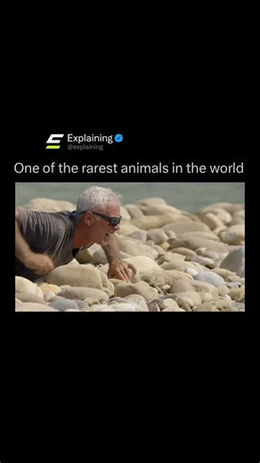 Explaining on Instagram: "The gharial is one of the most distinctive crocodilians on Earth, instantly recognizable by its long, narrow snout lined with sharp interlocking teeth. Native to rivers in the Indian subcontinent, especially in India and Nepal, this unique shape is perfectly adapted for catching fish, its primary source of food. Unlike other crocodiles, gharials are not built for ambush attacks on large animals. Their slender jaws are too delicate for crushing prey, but incredibly effic