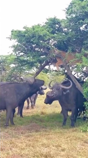 When Prey Becomes the Predator: Lioness vs Buffalo #wildlife #survival
