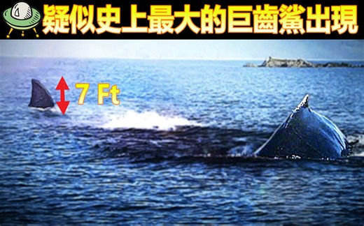 Megalodon 史上最大疑似巨齿鲨的生物被相机捕捉下来！