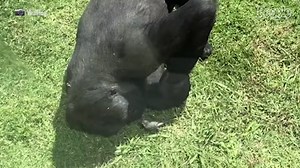 Gorilla Tends to Injured Bird