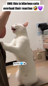 Happy Saturday cat's lovers 🐈 How dare their feet are too smellly. And how cute and poor the cutie cat's reaction to their feet smells are means a lot 😢 The second,clips and the ones who's treating the feet like a 💩 reaction it's hilarious 😂 #barbiecatlover #cat #petlovers #kitten #catlover | Barbie Nathazha