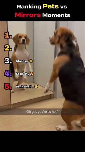 What Do Animals Think Mirrors Are?!