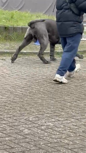 Molosser Training Center. Home of de lichvoetige. Monkje vindt het weer een feestje | Molosser Training Center