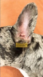 お耳掃除がんばった！#フレンチブルドッグ #フレンチブルドッグブルーマール #frenchbulldog