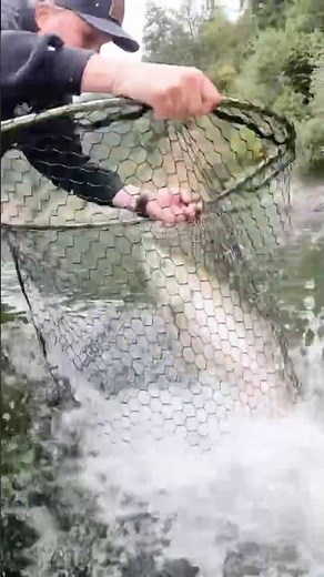 SALMON in the net? Almost jumps out! #salmonfish #salmonfishing #klamathriver