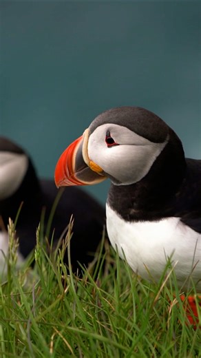 Puffins unveiled: Drone footage of their coastal lives