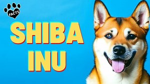Shiba Inu Dogs 101 History, Appearance, and Personality