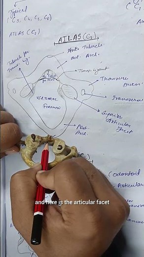 Articulation of Atlas and Axis Cervical Vertebrae🩻