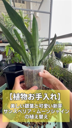 【植物お手入れ】美しい銀葉と可愛い新芽 サンスベリア・ムーンシャインの植え替え #ベランダガーデニング