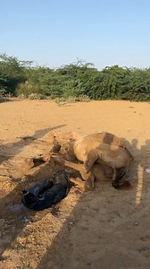 The camel collapses on the ground after becoming suddenly ill inside the shed. This video shows its weakened condition and the difficult moment it is going through. | Desert Animals lovers