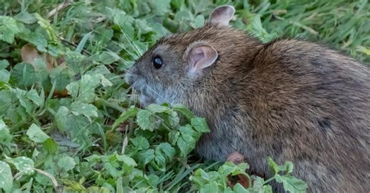 Four plants that instantly send rats running out of your garden