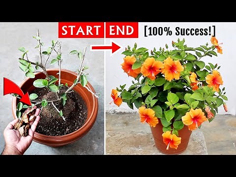 Watch: How To Get TONS of FLOWERS On Hibiscus?