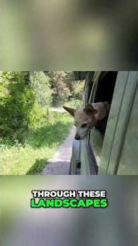 Jim Bridger: Wyoming's Legendary Mountain Man Revealed #shorts