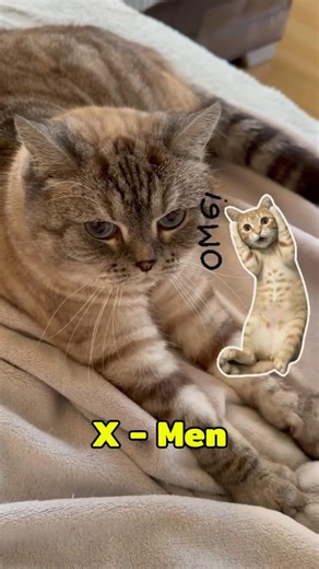 Crazy Cat Fun Facts You Didn’t Know #funny #cat #funnycats #pets