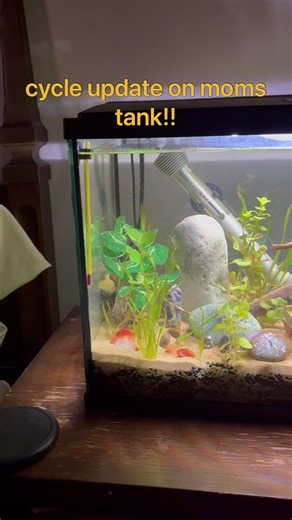 literally what is that on the log?? 😭😭 so happy things are progressing!! #fishtok #bettafish #plantedaquarium #bettatok #bettafishcare