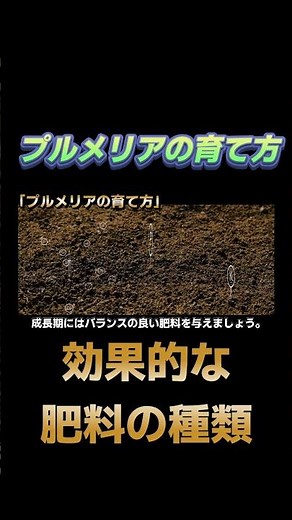 【プルメリアに最も効果的な肥料とは？】#shorts #プルメリア #フランジパニ #テンプルツリー #育て方 #水やり #観葉植物 #花屋