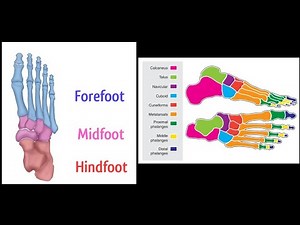 Imaging anatomy of ankle and foot on X ray and MRI