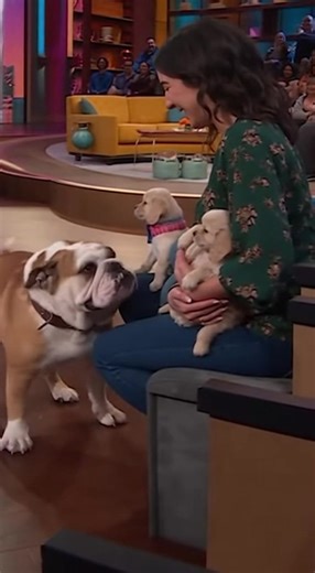 The dog shows the pups who is boss #bulldog #puppies #woof | Spirit of Animals