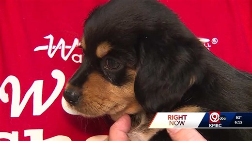 $25 pet adoptions at Wayside Waifs in Kansas City now through Sunday