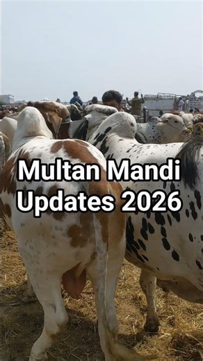 Multan Mandi Updates | #goat #cattleworld #cow #mandi #animals #cattle #multan #pumjab #vlog #goat