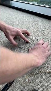 Repairing pet damage on carpet!