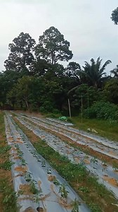 Fermented liquid chicken manure will fertilize the soil so that the soil becomes loose and the roots can easily absorb oxygen and nutrients #localfarmers #liquidchickenmanure | Siddik Kalbarat