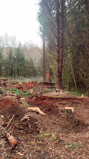 #clean #logging #rygaard #pimp #ganggang #thebest #semi