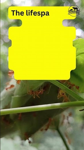 How Long Do Ants Live?