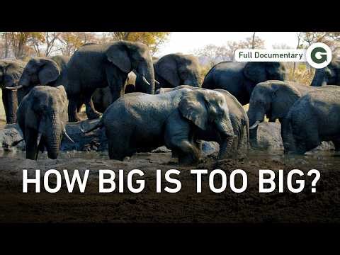 Big Is Beautiful: The World’s Most Impressive Animals | Full Documentary
