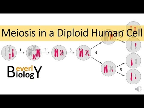 Meiosis in Human Cells