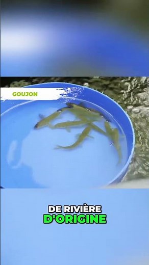 Le Goujon: Le Nettoyeur Indigène de Votre Bassin