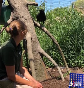Bran the raven’s skills at Connect 4 have reached the next level: he has beaten an opponent! Keeper Bethany joined him for a quick round of and he took the match. Let’s see how his strategy develops as he continues to play with his gift from our Enrichment Giving Tree last year. This behavior mimics ravens natural tendency to hide or 'cache' extra food and novel objects that they find in the wild. Ravens are very smart animals and are one of the few species that can learn to use tools. Connect 4