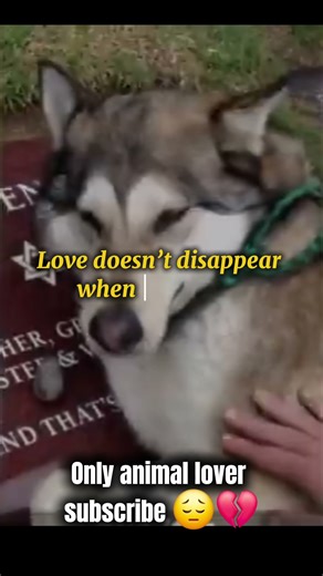 He Fed His Dog With Love… Then Left Him Forever 😢🐶💔