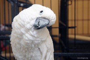 NHSPCA Pet of the Week