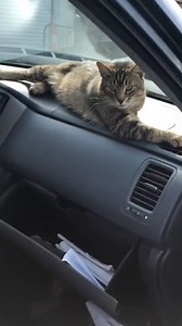 10M views · 386K reactions | Stray cat wanders into a car shop and decides to stay — then this guy who works there gets super attached ❤️️ | The Dodo | Facebook