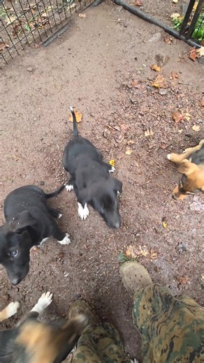 We've been working on this for the last 4 days and it's getting better every time. This morning they were really good. It's easier to train a hungry dog. The Yacht Rock Litter turned 8 weeks old today. Good job puppies! Once we master this we work on "kennel" (go into the kennel) and then "back' don't rush the kennel gate. #puppies #sleddogs #pups #dogs #dogttaining #puppy #musher | Endurance Kennels LLC