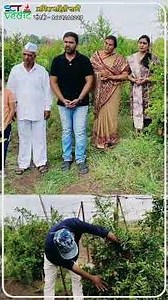 असंतुलीत C:N रेशो व व्हेजीटेटीव ग्रोथमुळे मस्ती🌳ऐवजी झाडाला येते सुस्ती मग🪾रोग घालता गस्ती॥#डाळींब