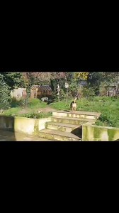 Large Breed Dog Rescue on Reels