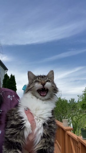 Cat Chattering Sounds Compilation