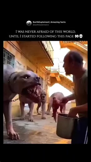 EarthExplained | Amazing facts on Instagram: "The Chupacabra, which literally translates from Spanish as "goat-sucker," is a legendary creature that first gained international notoriety in the mid-1990s following a series of livestock attacks in Puerto Rico. Reports typically describe the creature as a heavy, bipedal being roughly the size of a small bear, characterized by a row of reach-extending spines or quills running from its neck to the base of its tail. It is most famous for its alleged m