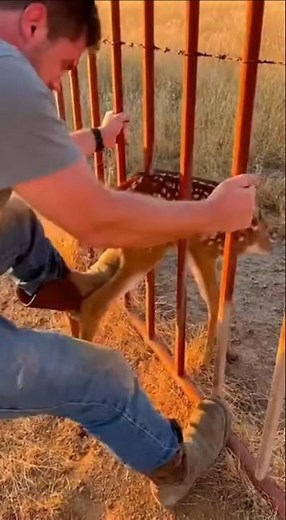 Baby Deer Screams Trapped as Fence Bends Barehanded