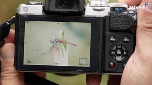 Taiwan Government Teams Up With Volunteers To Protect Rare Dragonfly Species - TaiwanPlus News