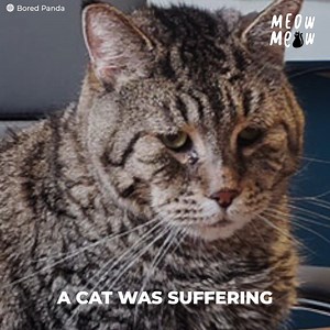 253K views · 6.7K reactions | A shelter came across a cat that weighed 11 kilograms, but for some reason, it didn’t look chubby; it was a giant cat. Its body caused a big mystery, but it would also help dozens of rescued cats. | Meow Meow | Facebook