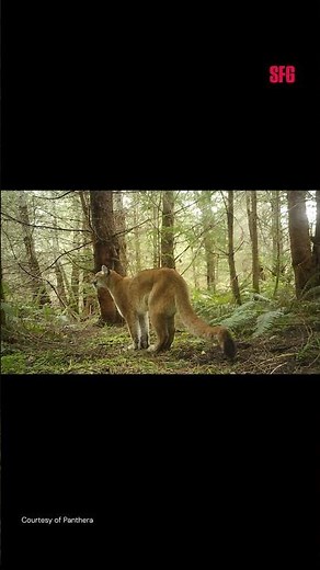 Mountain lions in peril as wildlife crossing efforts ramp up in California