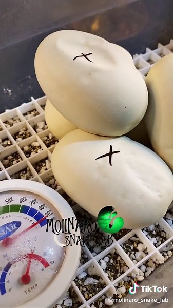 🐍 Egg Incubation 🧪 #nourisheveryyou #nourisheveryyou #fyp #foryou #diy #eggcutting #eggs #eggincubation #snakeeggs #reptileeggs #snakes #python #Königspython #pitone #piton #pyton #python #blueeyedleucistic #witchyvibes #animals #pets #petsnake #snakepet #snakekeeper #educator #science #elpasotexas
